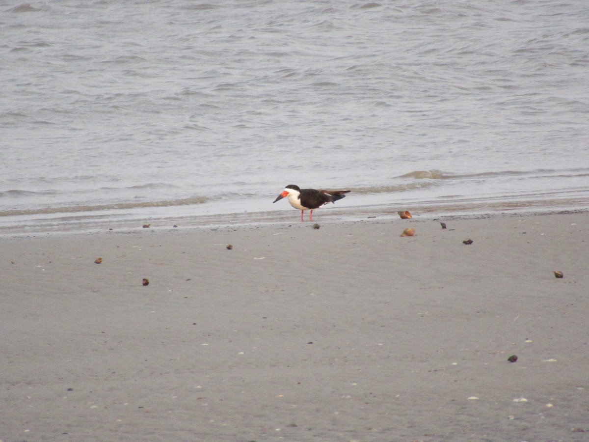 Black Skimmer - ML618345051