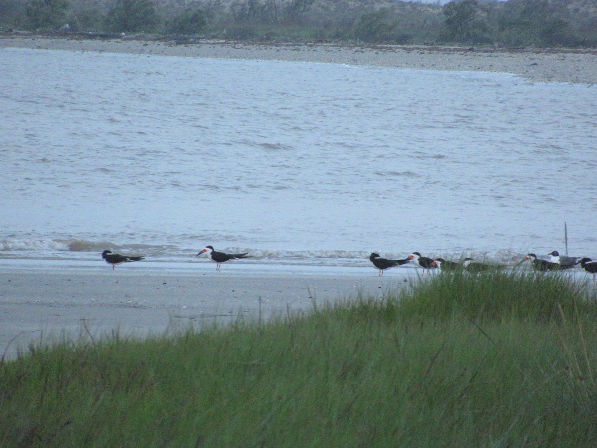 Black Skimmer - ML618345052