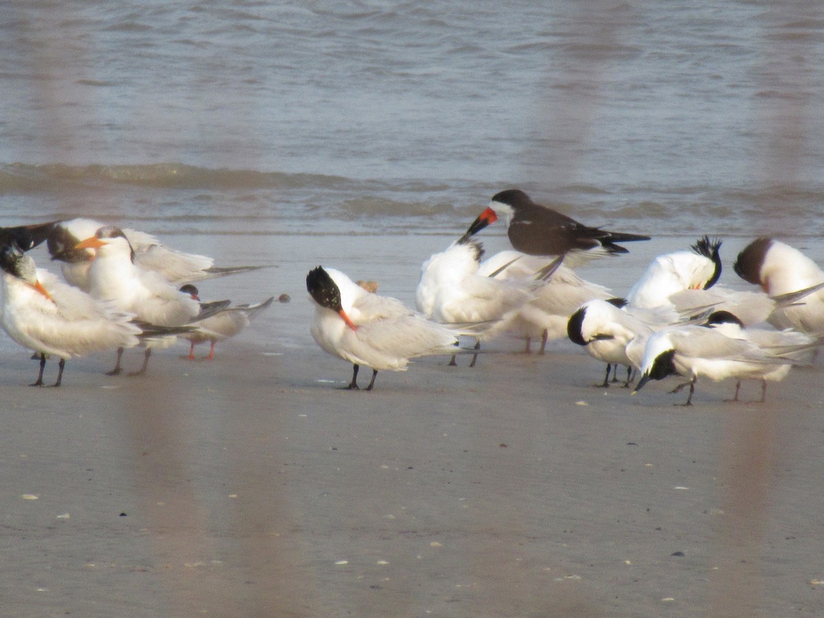 Black Skimmer - ML618345053