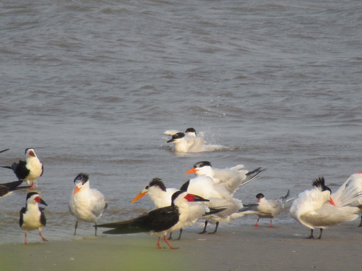 Black Skimmer - ML618345054