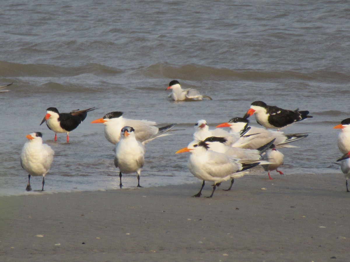 Black Skimmer - ML618345055