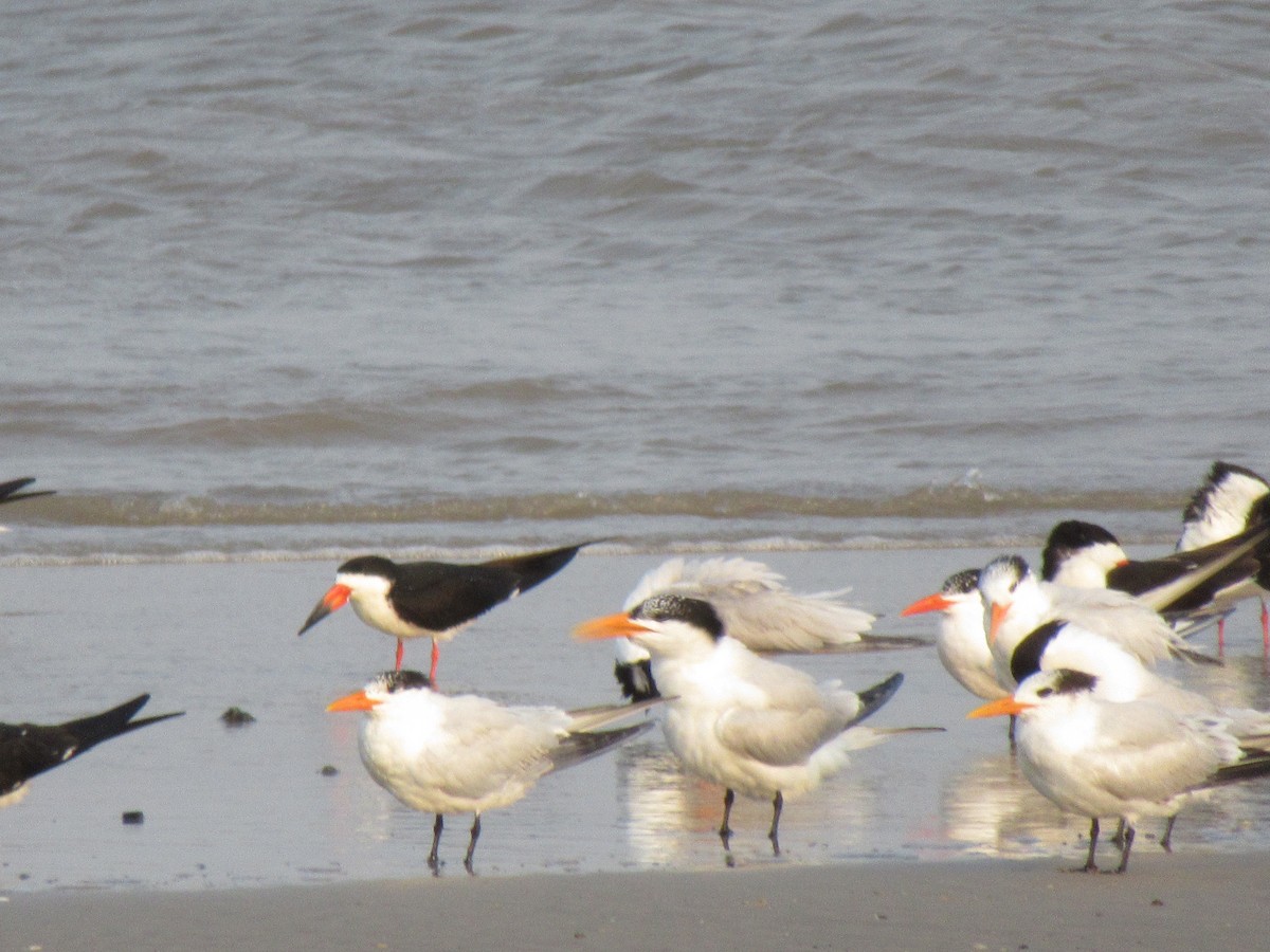Black Skimmer - ML618345056