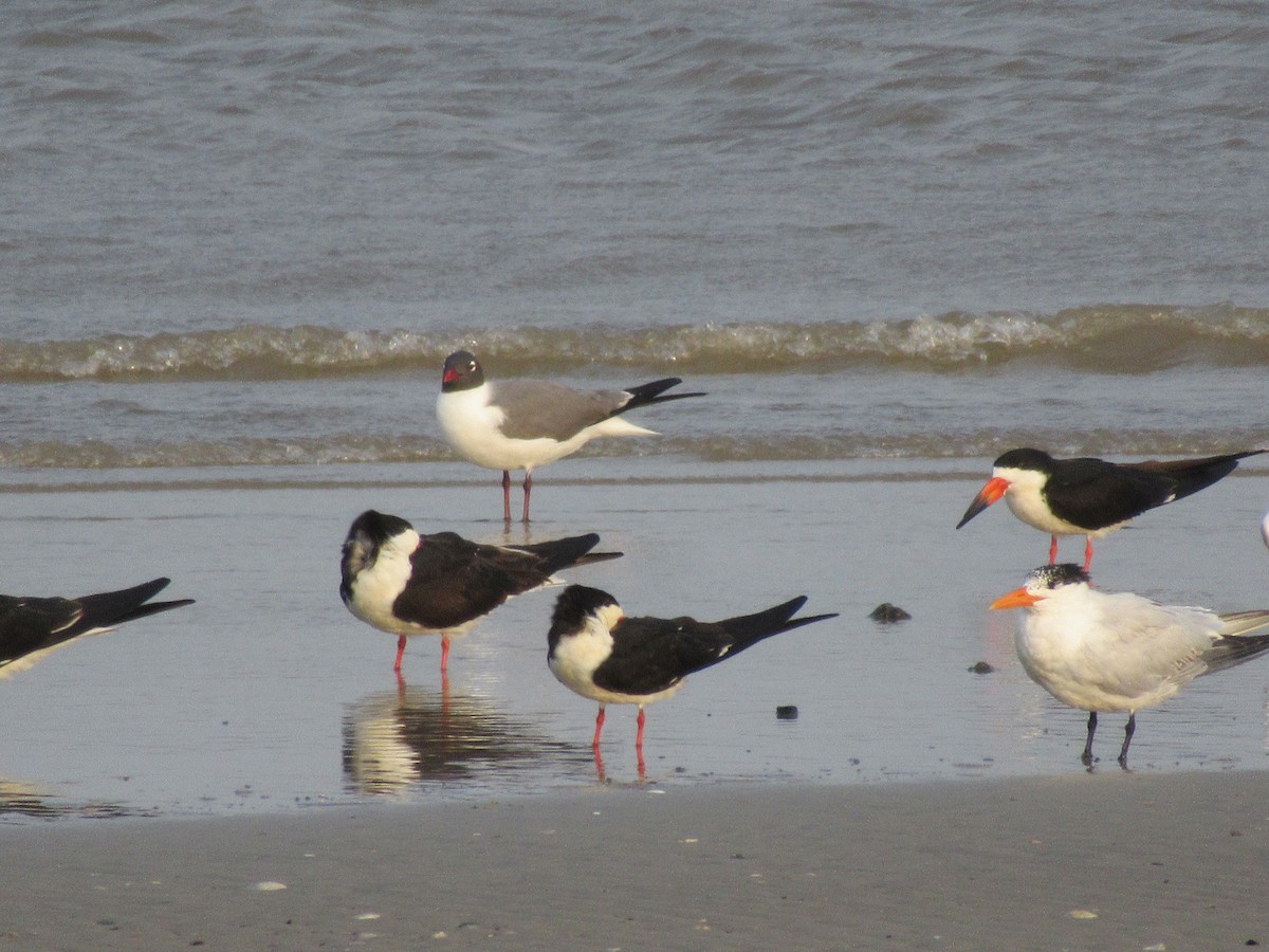 Black Skimmer - ML618345057