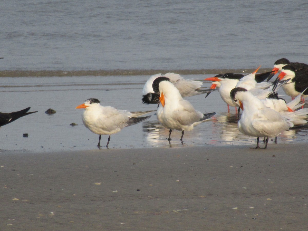 Black Skimmer - ML618345058