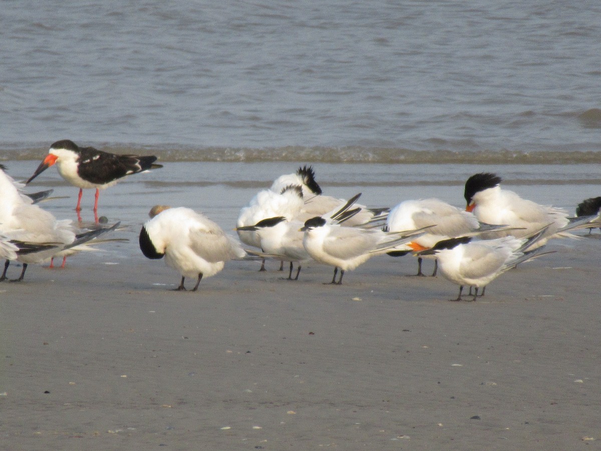 Black Skimmer - ML618345059