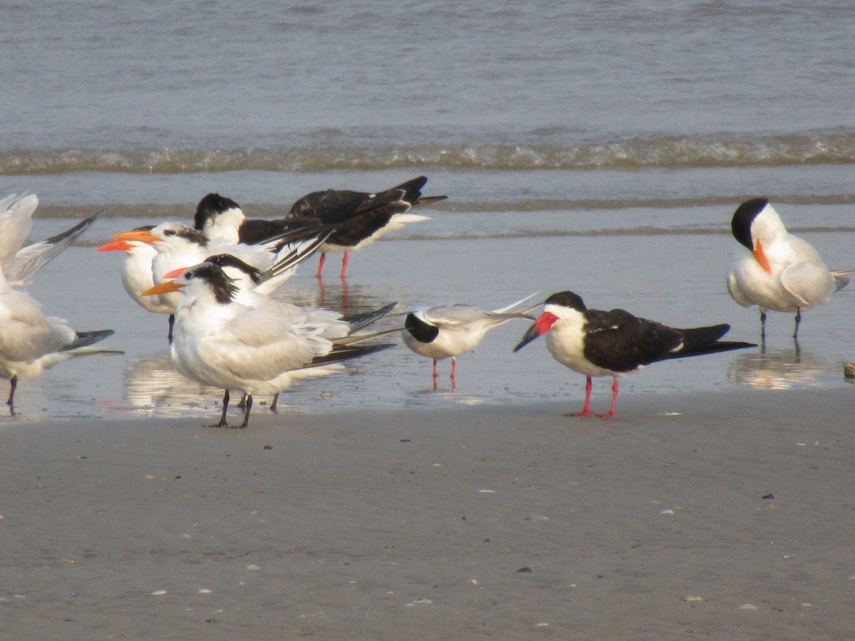 Black Skimmer - ML618345060