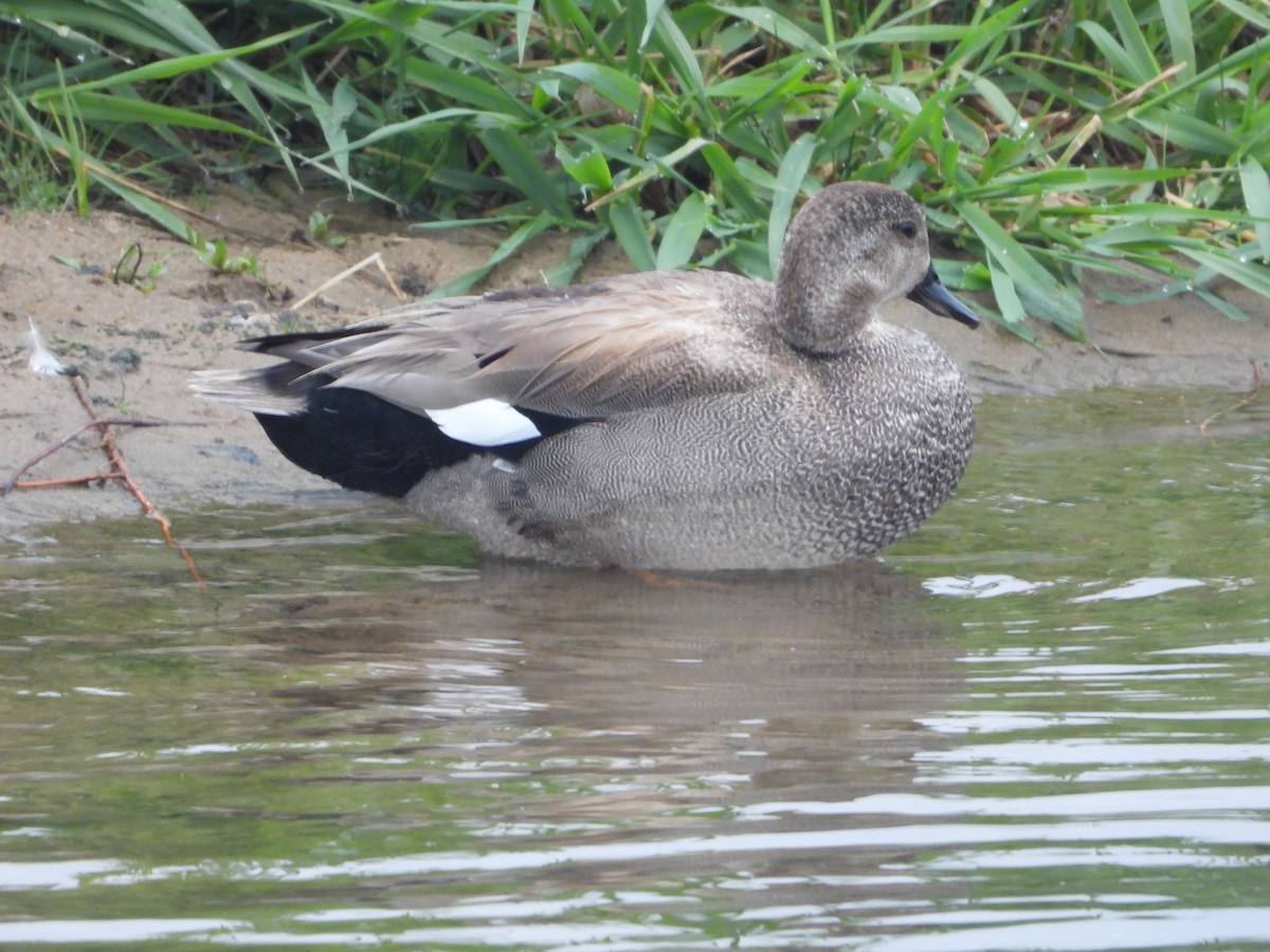 Gadwall - ML618345066