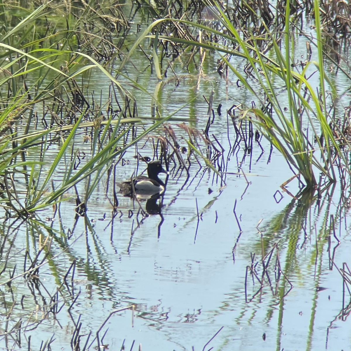 Ring-necked Duck - ML618345069