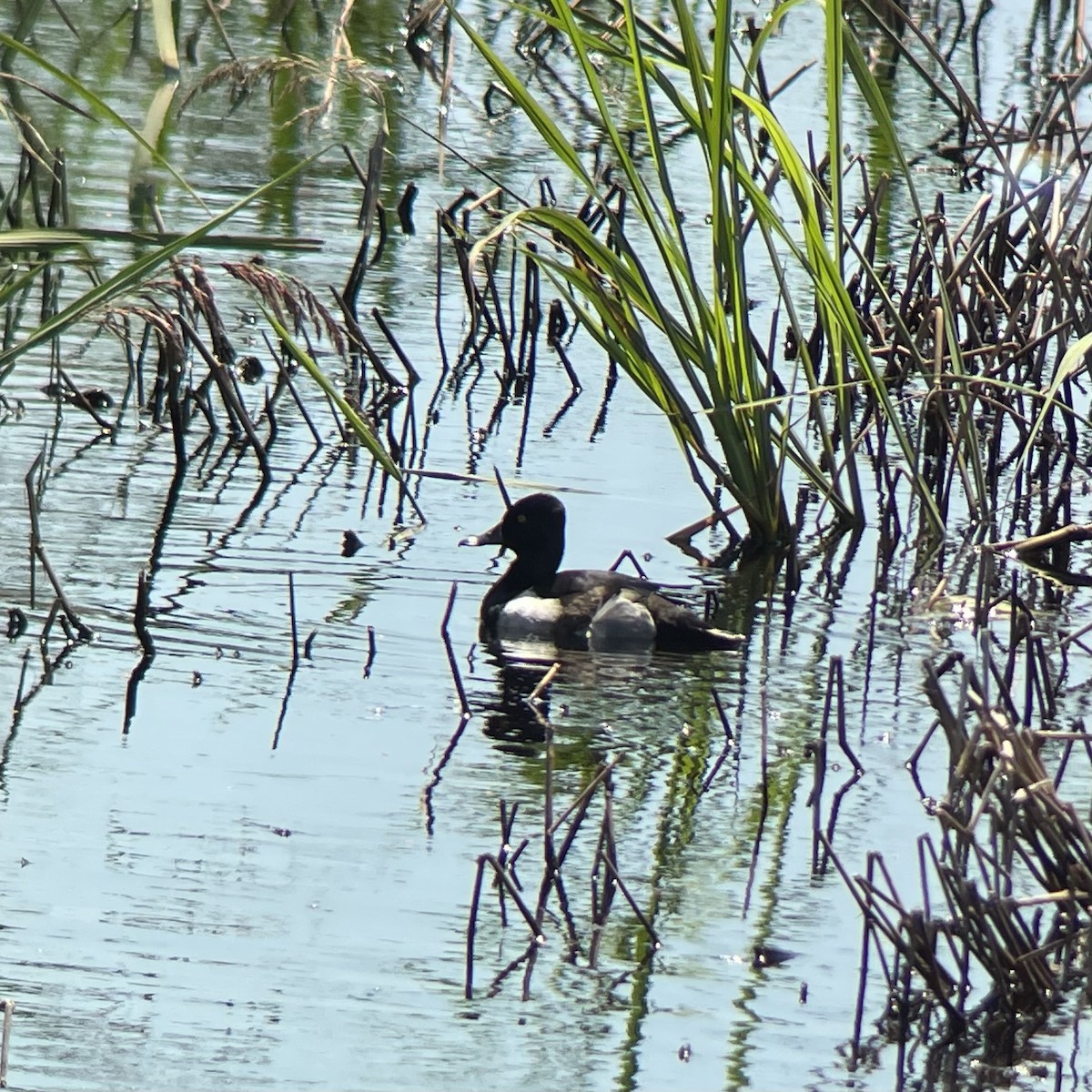 Ring-necked Duck - ML618345070