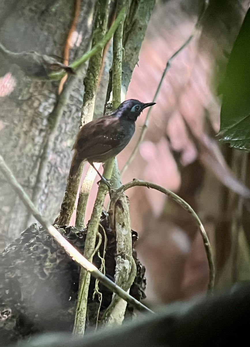 Chestnut-backed Antbird - Brenda Sánchez