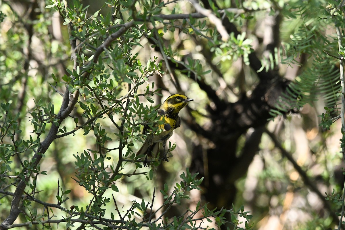 Townsend's Warbler - Hannah Girgente