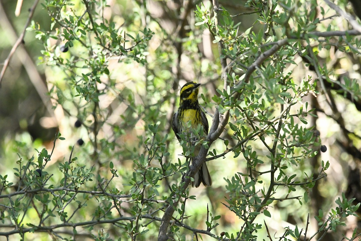 Townsend's Warbler - Hannah Girgente