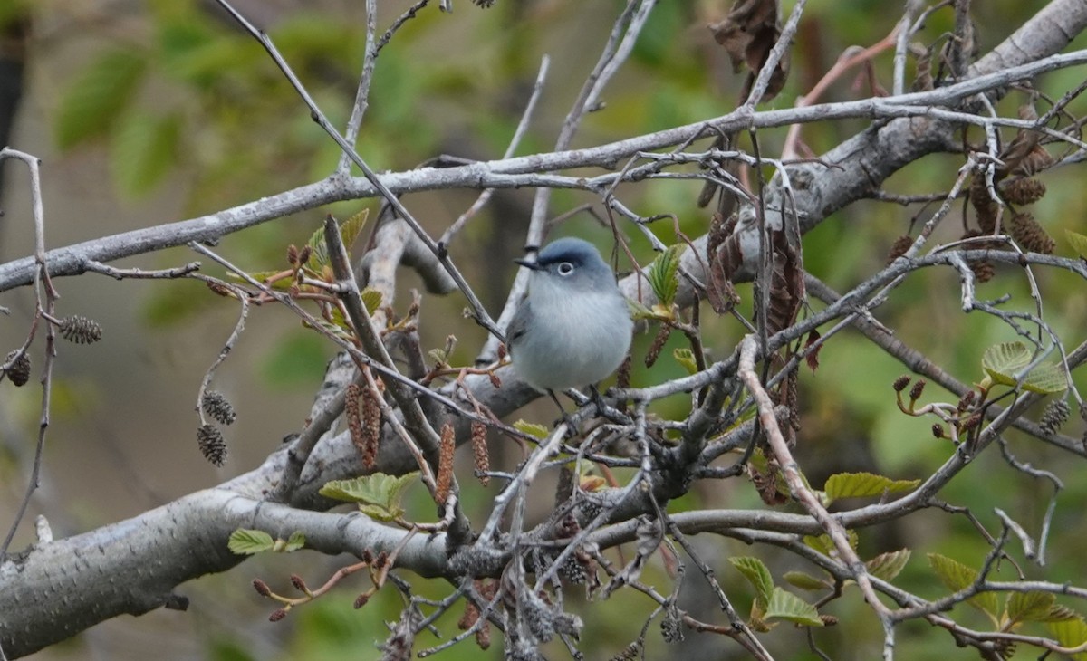 Blue-gray Gnatcatcher - ML618345095