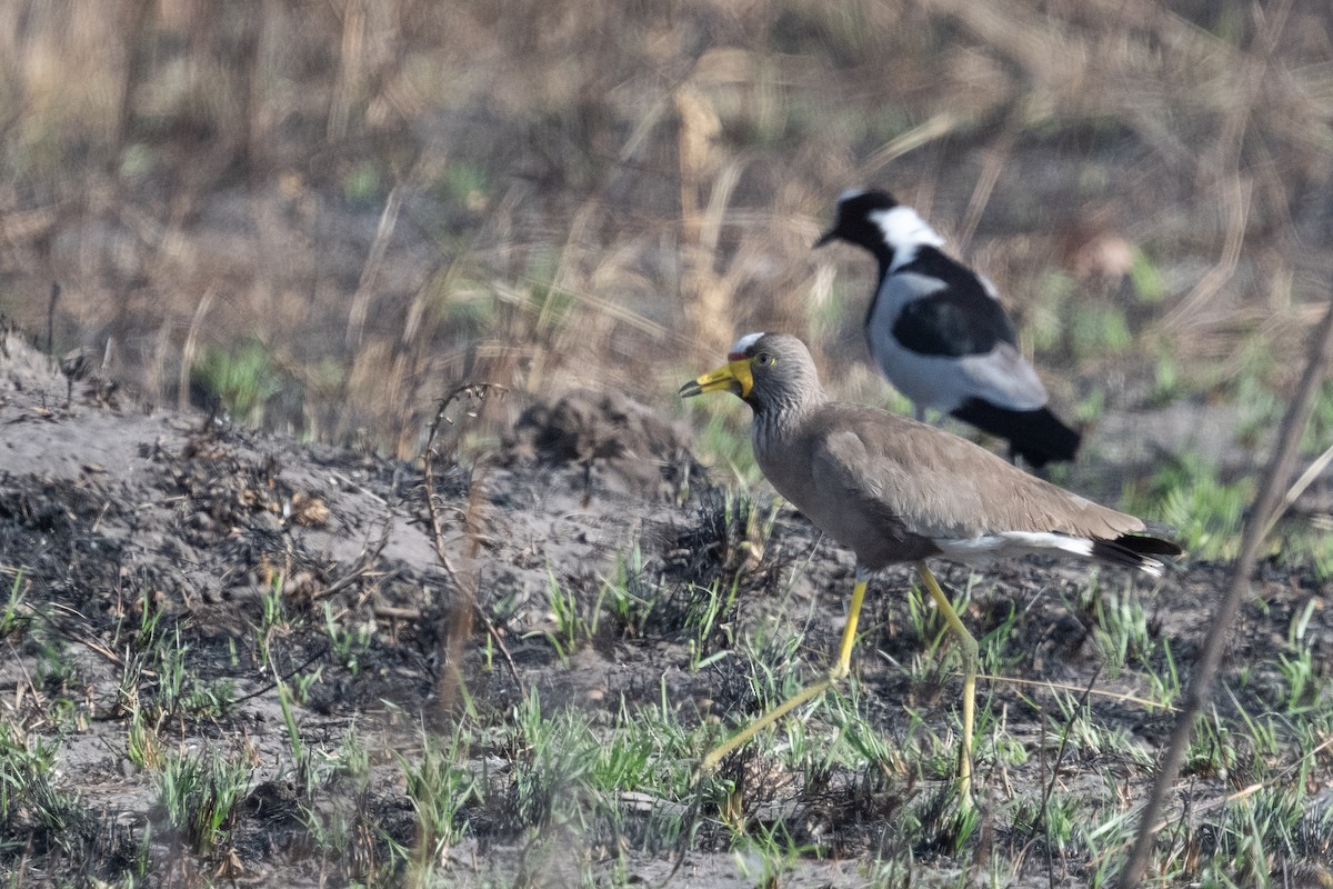 Wattled Lapwing - ML618345106