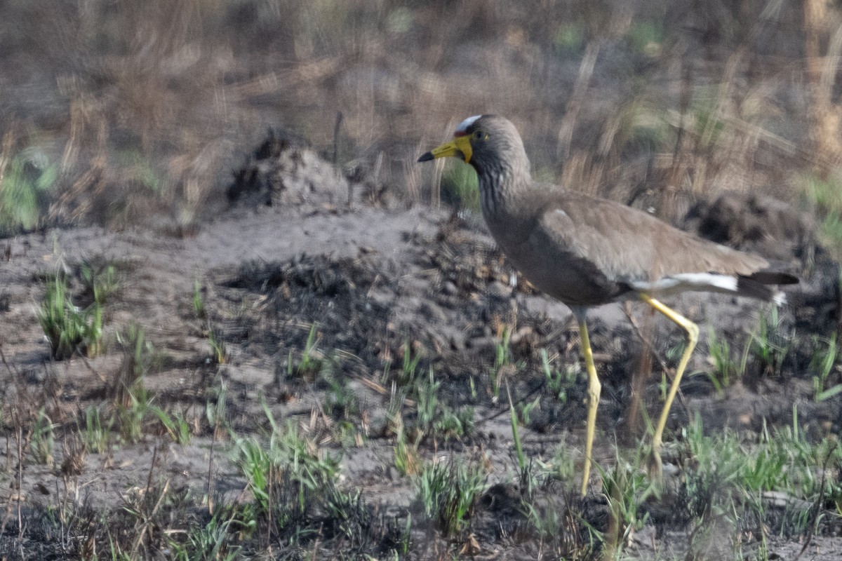 Wattled Lapwing - ML618345112