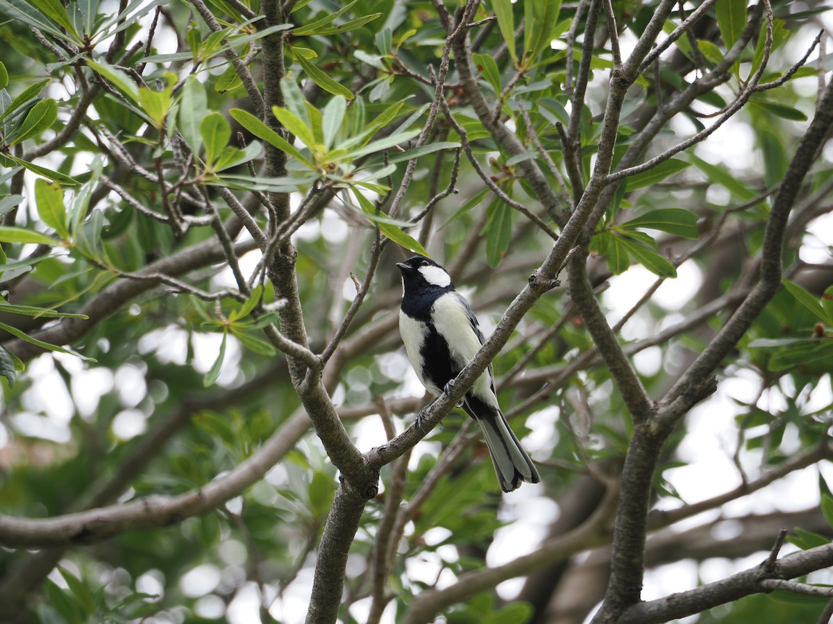 Japanese Tit - Anonymous