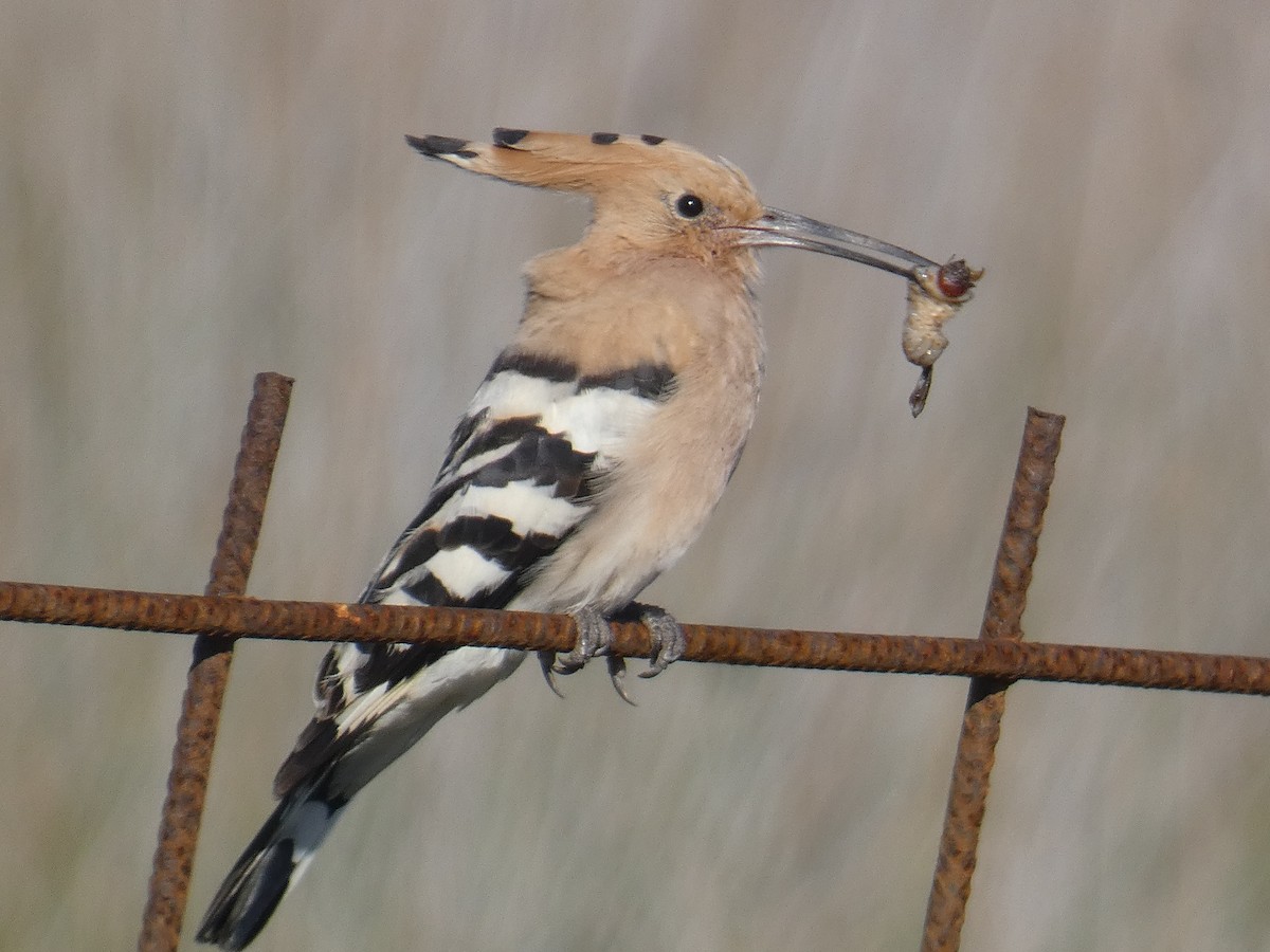 Eurasian Hoopoe - Xavier Parra Cuenca