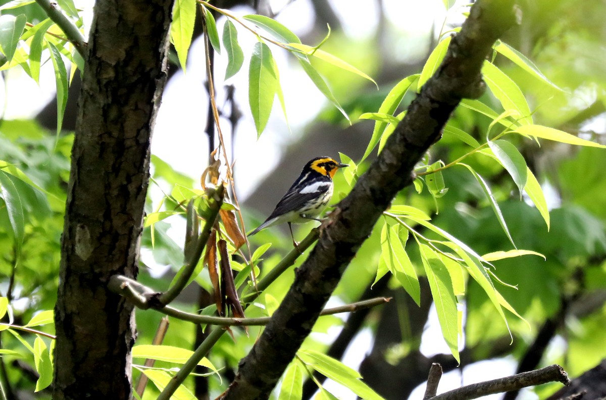 Blackburnian Warbler - ML618345255