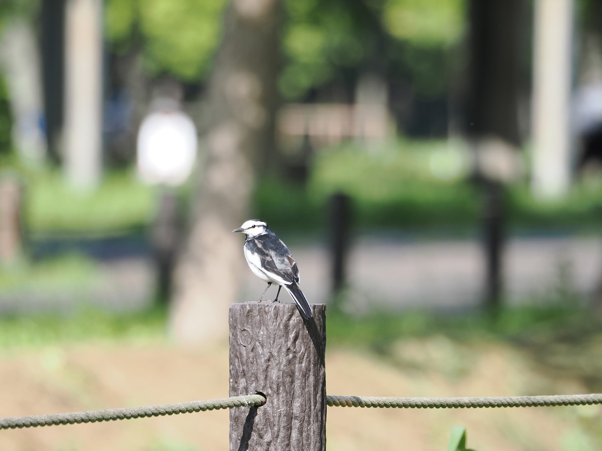 White Wagtail - Anonymous