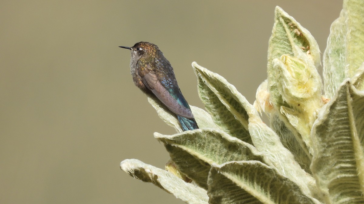 Blue-mantled Thornbill - ML618345265