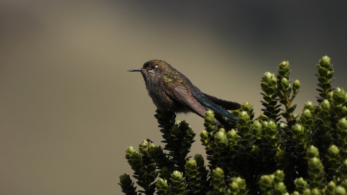 Blue-mantled Thornbill - ML618345278