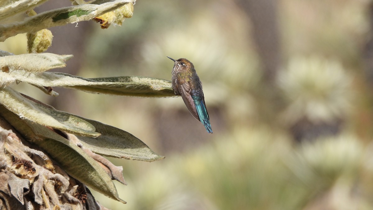 Blue-mantled Thornbill - ML618345284