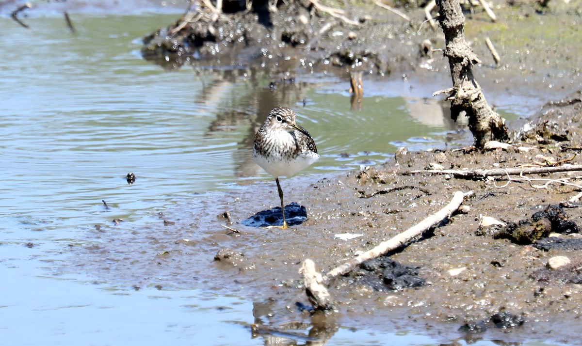 Solitary Sandpiper - ML618345301