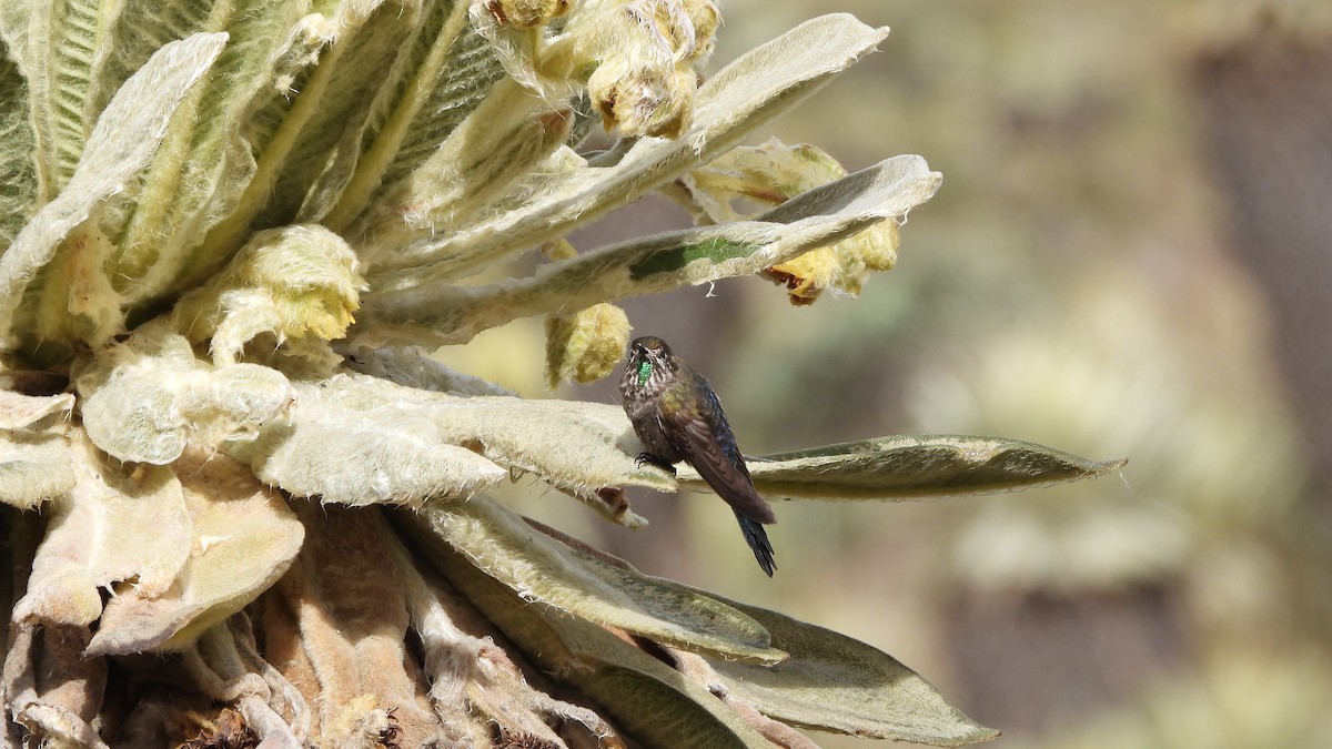 Blue-mantled Thornbill - ML618345303