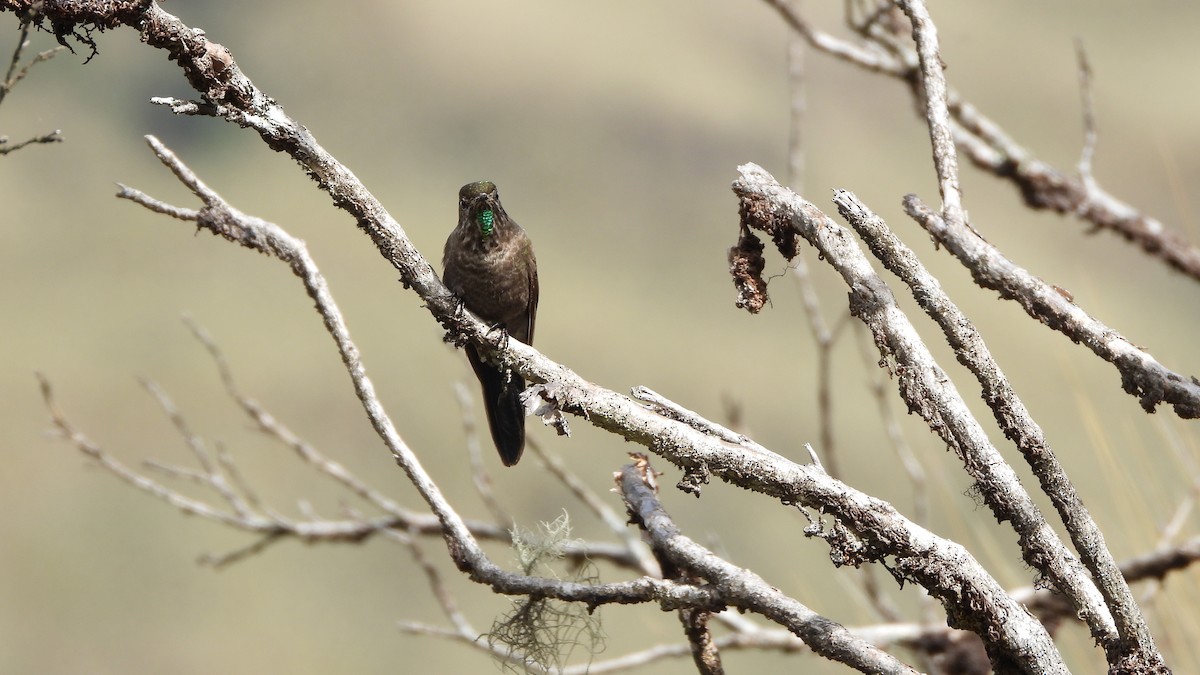 Blue-mantled Thornbill - ML618345310