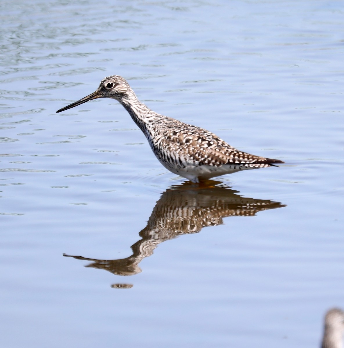 Greater Yellowlegs - ML618345315