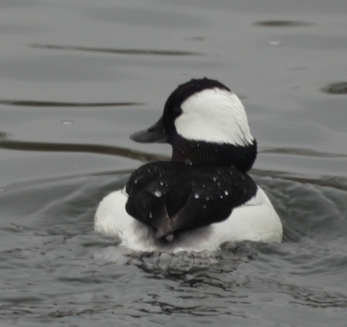 Bufflehead - ML618345324