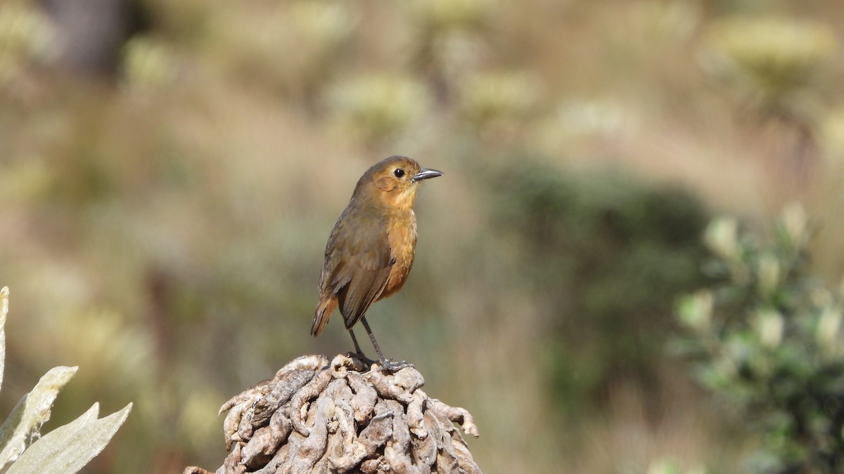 Tawny Antpitta - ML618345366