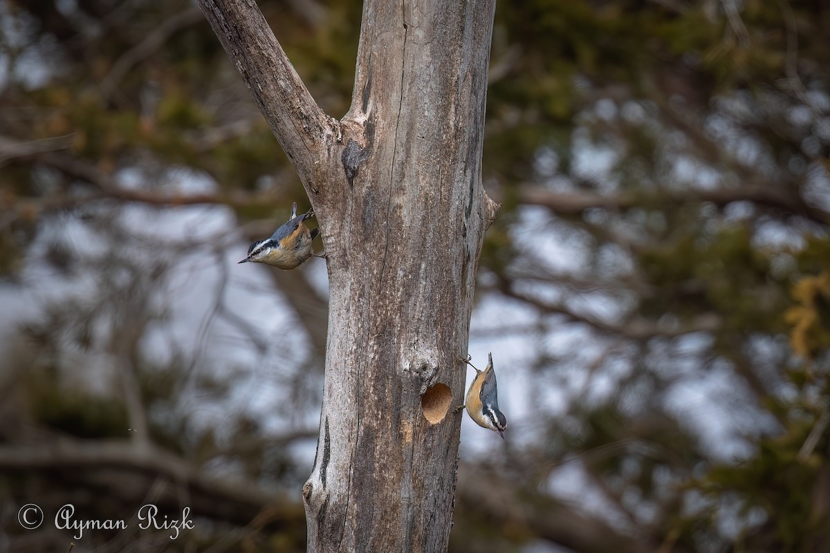 Red-breasted Nuthatch - ML618345389