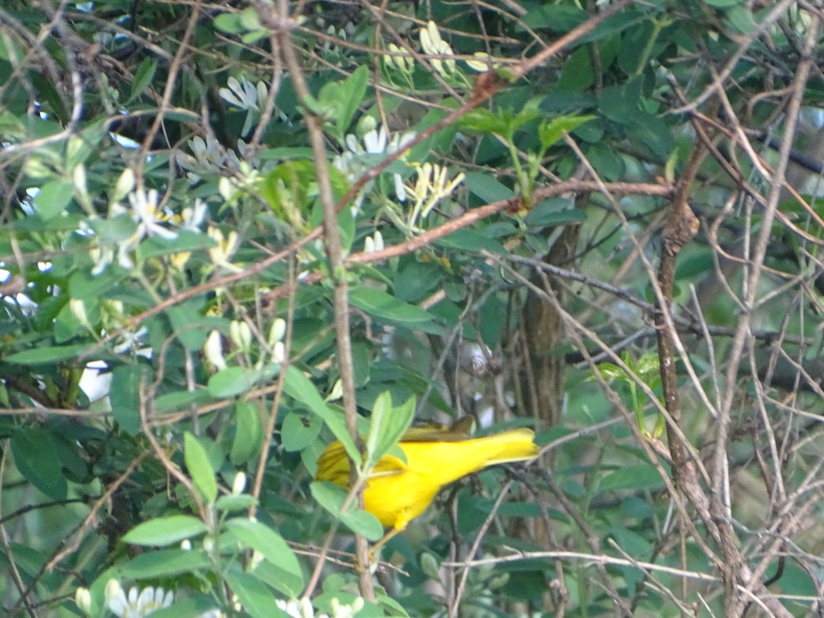Yellow Warbler - ML618345393