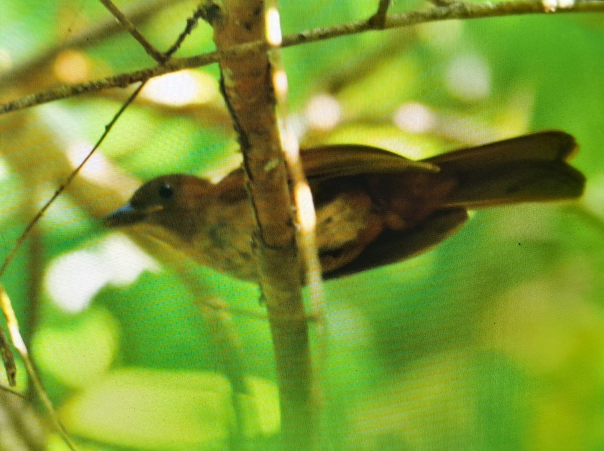 White-throated Shrike-Tanager - ML618345395