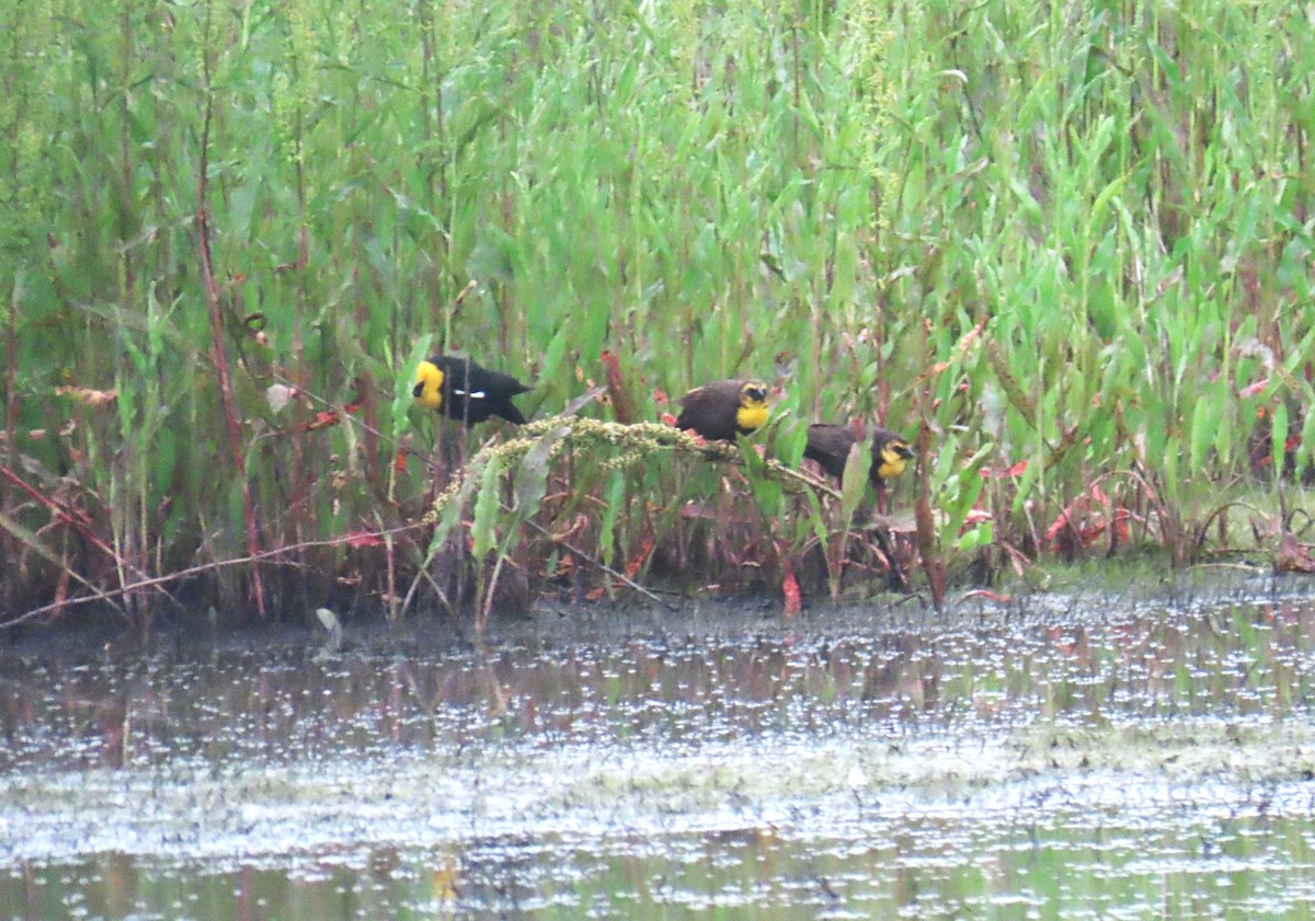 Yellow-headed Blackbird - Shirley Reynolds