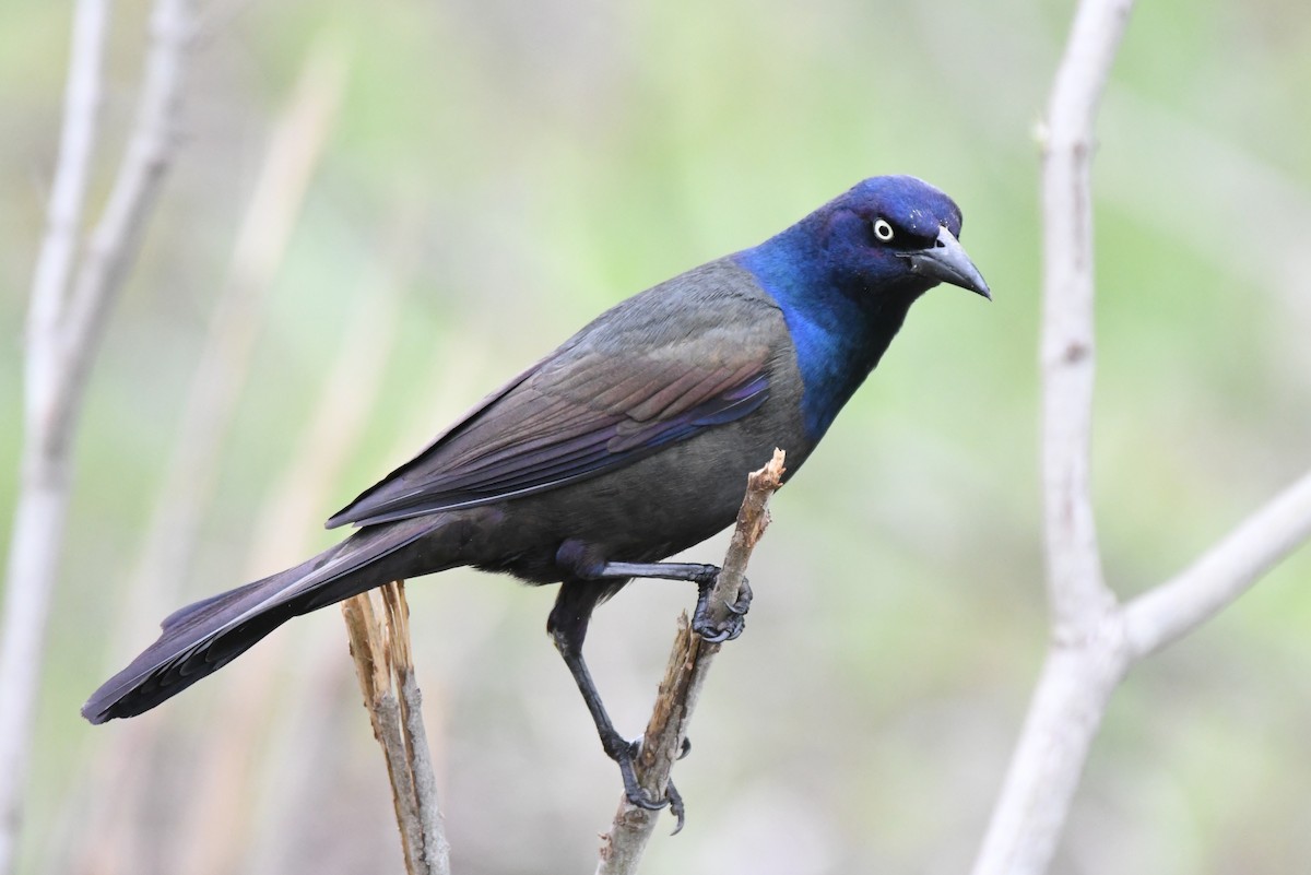 Common Grackle - ML618345432