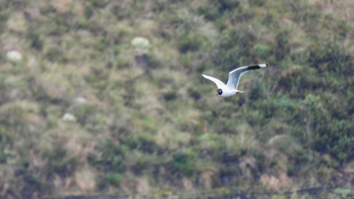 Andean Gull - ML618345435