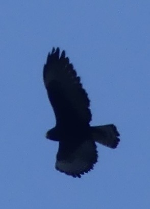 Short-tailed Hawk - Thomas Ledford