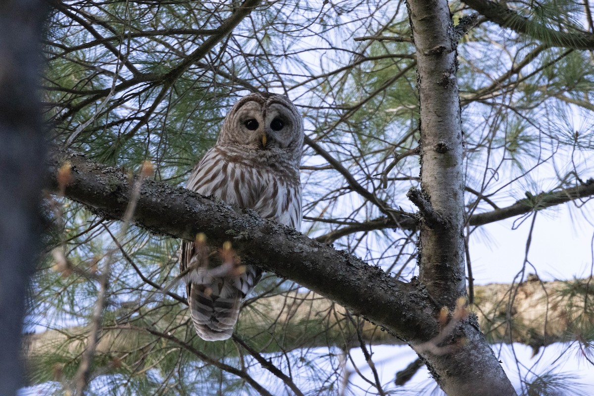 Barred Owl - ML618345479