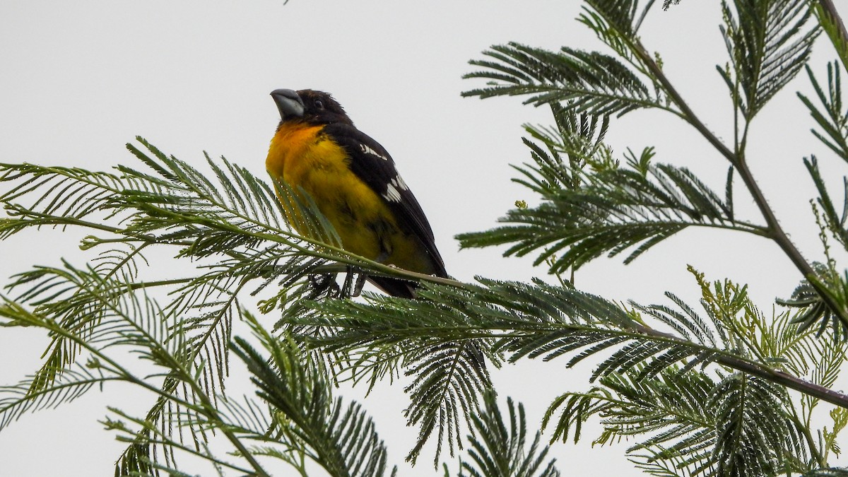 Black-backed Grosbeak - Jorge Muñoz García   CAQUETA BIRDING