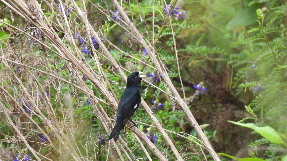 Black-and-white Seedeater - ML618345501