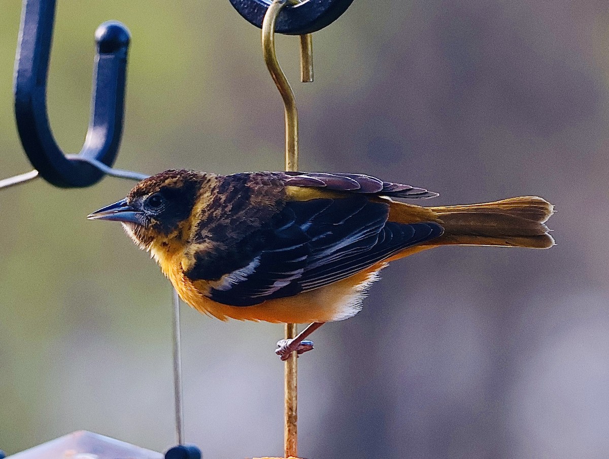 Baltimore Oriole - Martin Yates