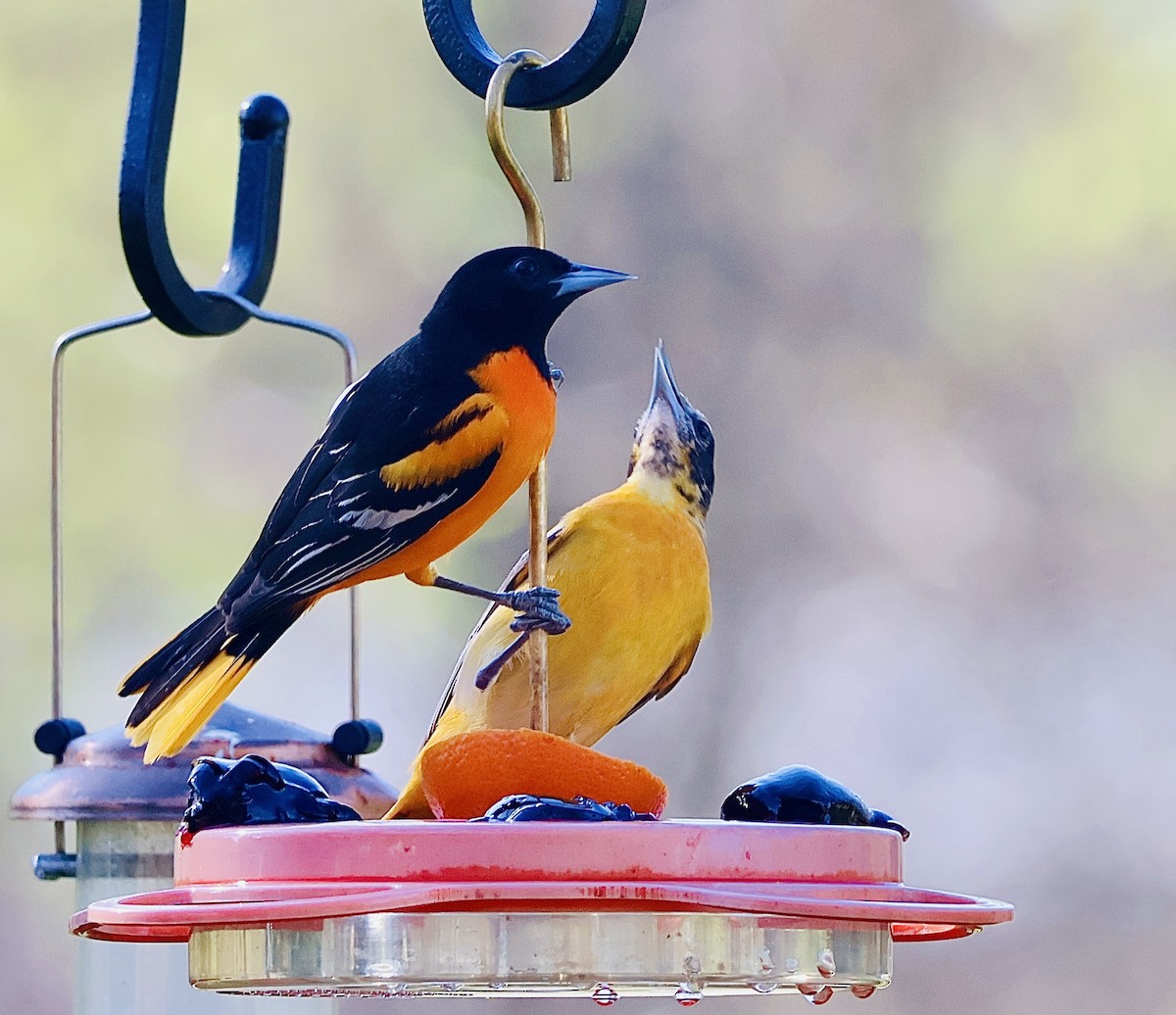 Baltimore Oriole - Martin Yates