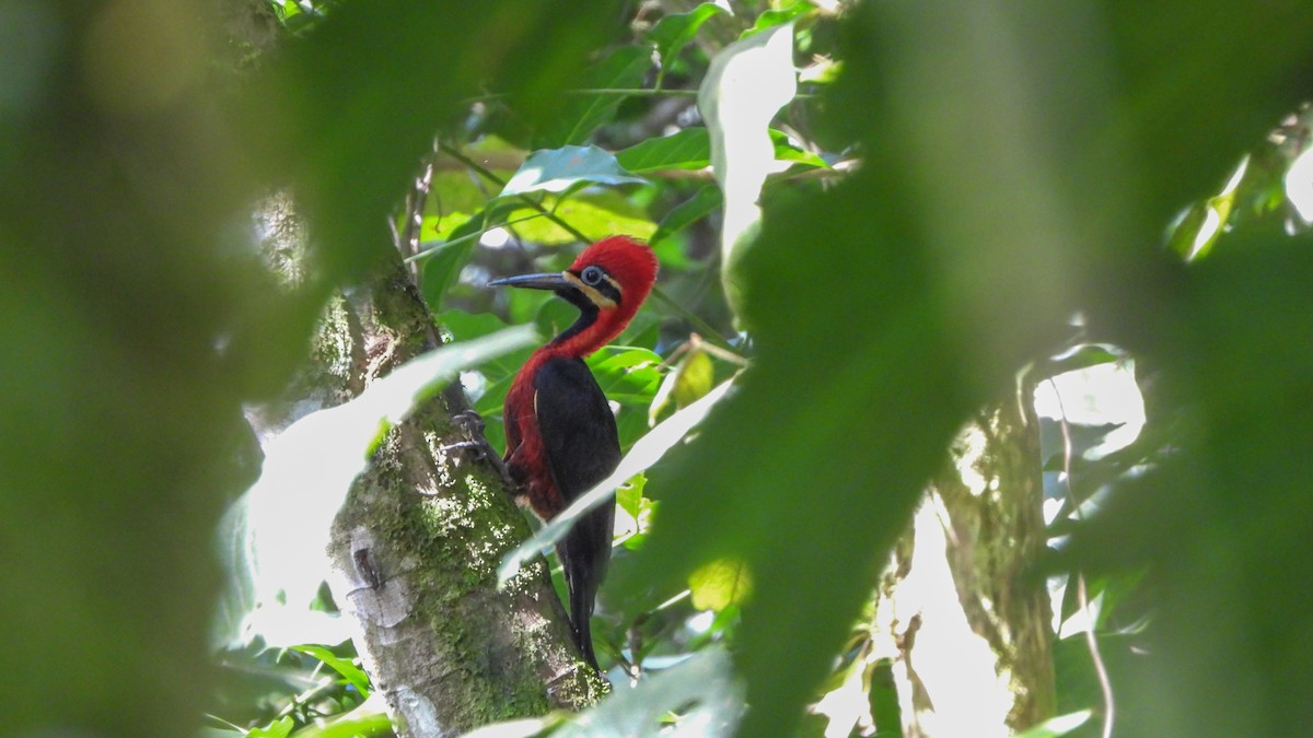 Crimson-bellied Woodpecker - Jorge Muñoz García   CAQUETA BIRDING