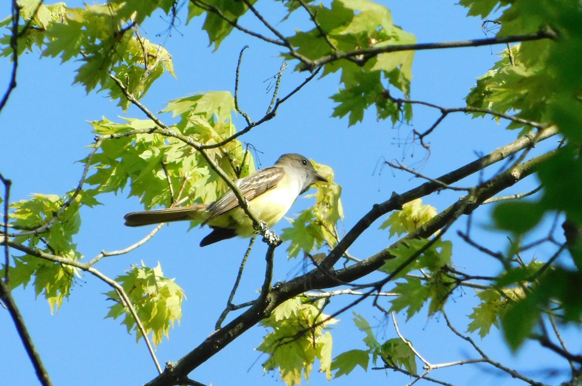 Great Crested Flycatcher - ML618345563