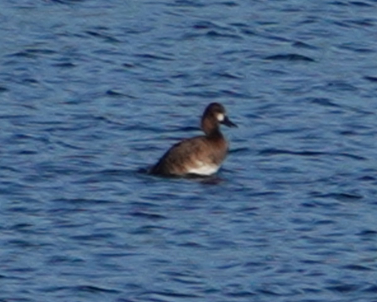 Lesser Scaup - Michael DeWispelaere