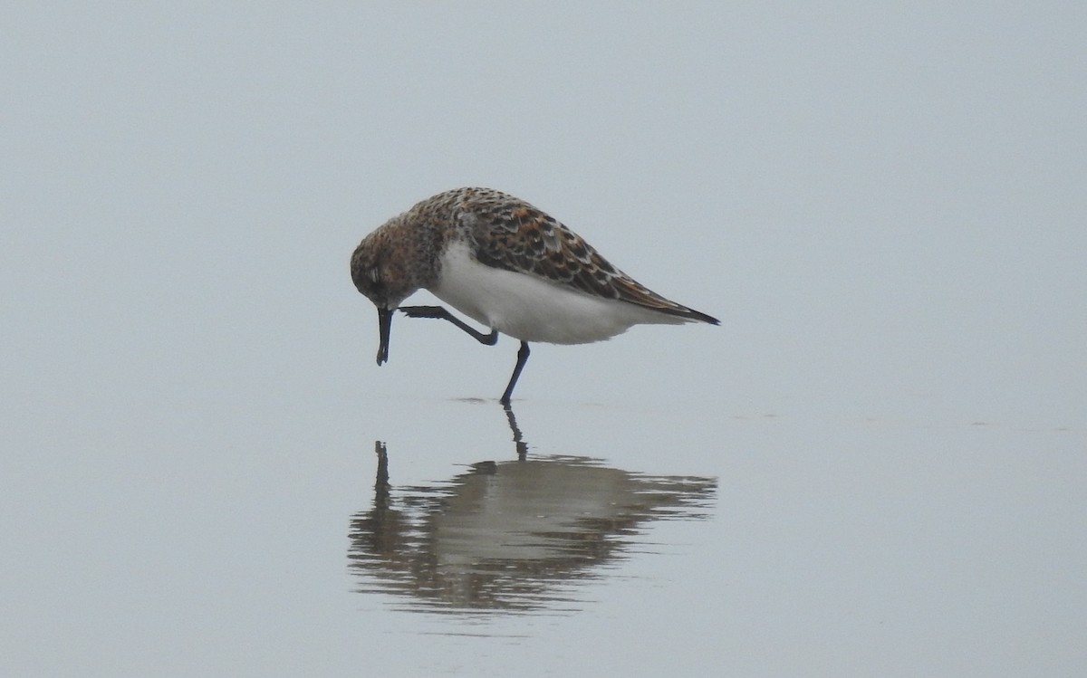 Bécasseau sanderling - ML618345582