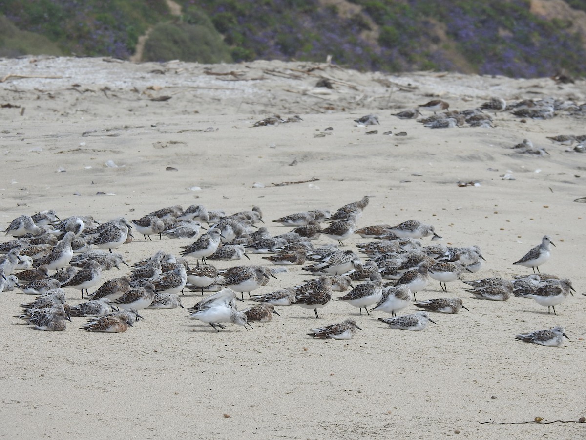 Bécasseau sanderling - ML618345613