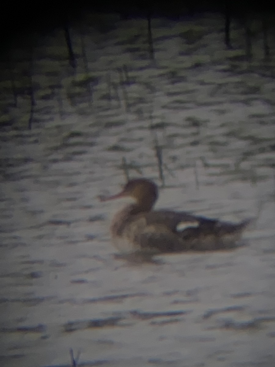 Red-breasted Merganser - ML618345628